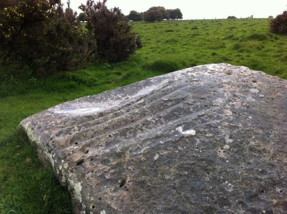The polissoir - a grinding stone for polishing stone axe heads - one of a number on the Downs but the only one with this variety of toolmarks.