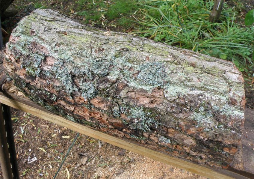 Is it straight-grained? Unlikely...