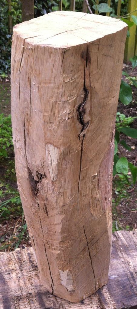 Roughly chopping away the bark and cutting into the sapwood reveals...all sorts of problems.