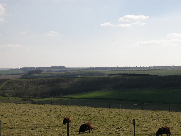 Rockley Downs