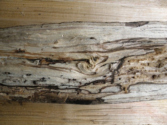 A piece of spalted wood